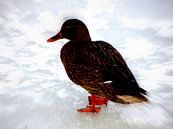 Female Duck in Winter von Nicky`s Prints Miniaturansicht