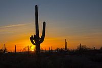 Cactus, Tequila Sunrise