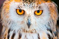 The Watching eyes of a Owl van Brian Morgan thumbnail