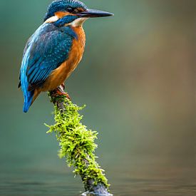 Kingfisher by Max Steinwald