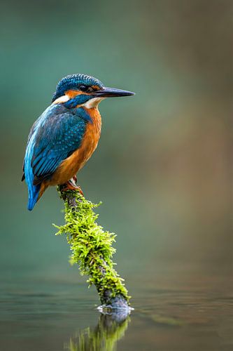 Kingfisher by Max Steinwald