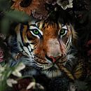 Un tigre regarde à travers les buissons par Bert Hooijer Aperçu
