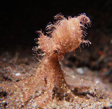 Pieuvre poilue à Tulamben, Bali, Indonésie sur Aniek Stevense