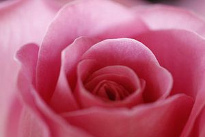 Roze roos
