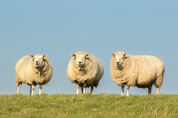 schapen op de dijk, sheep, schaap van M. B. fotografie