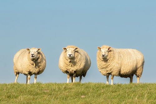 schapen op de dijk, sheep, schaap