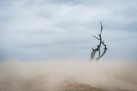 Allein – Nationalpark De Loonse en Drunense Duinen