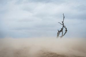 Solitaire - Loonse en Drunense Duinen sur Laura Vink