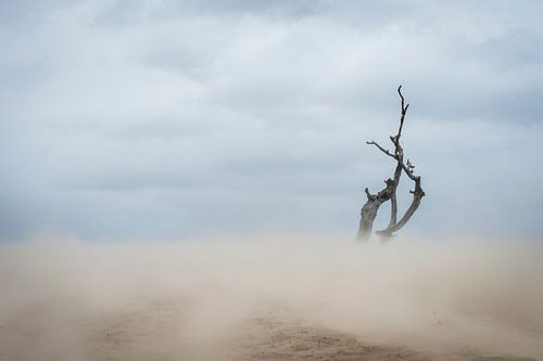 Lonely - Loonse en Drunense Duinen by Laura Vink