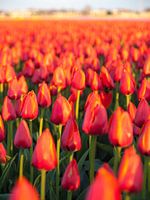 Tulpenzee en Dorp