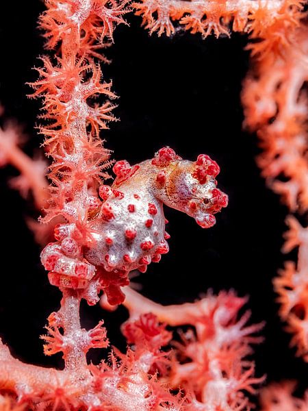 Hippocampus bargibanti by Enak Cortebeeck