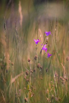 De enige bloem