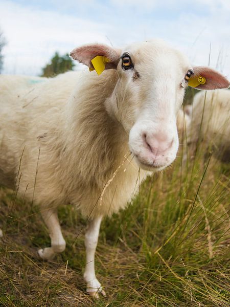 Sheep by Karin School-van Leur