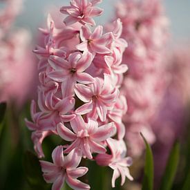 Pink hyacinth by Monique Hassink