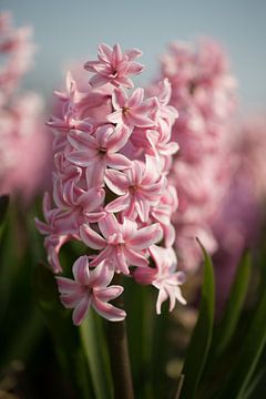 Pink hyacinth by Monique Hassink