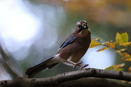 Vlaamse gaai in herfstbos Duitsland Zwarte Woud van Frank Fichtmüller