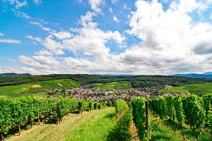 Reben 2.1 Pfaffenweiler
