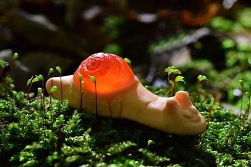 The Fruit Snail by Ingo Laue