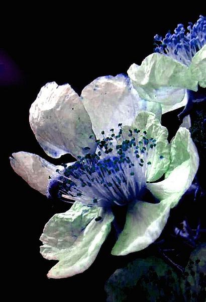 flower par ton langbroek