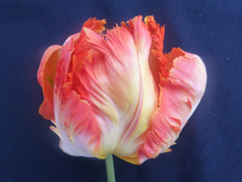 tulp