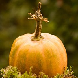 Orange pumpkin a beautiful decoration in autumn