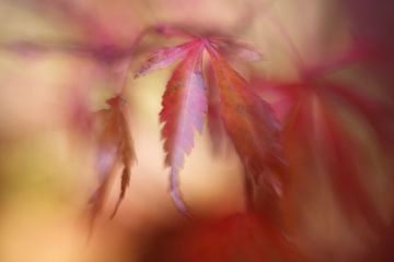 Ein sanfter Hauch von Herbst.... von LHJB Photography