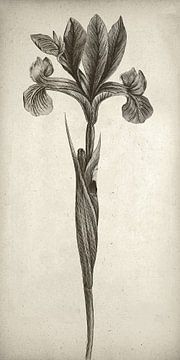 Botanische Wandkunst, Iris-Gemälde, schmale Leinwand