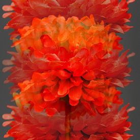 Herhaling in het rood. van Jose Lok