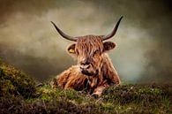 Scottish Highland Cattle by Diana van Tankeren thumbnail