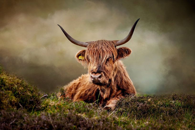 Highlander écossais par Diana van Tankeren