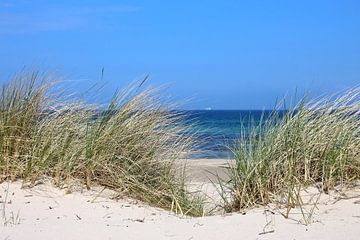 dunes by Ostsee Bilder