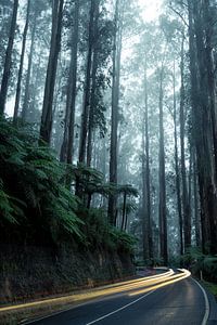 Les lumières de la Yarra