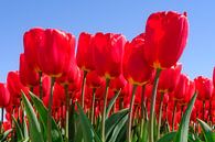 Rote Tulpen in Blüte von eric van der eijk Miniaturansicht