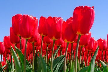 Rode Tulpen mooi in bloei van eric van der eijk