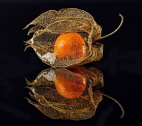 Physalis van Klaus Grosshanten