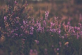 paarse heide in bloei bij avondlicht by Margriet Hulsker