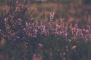 paarse heide in bloei bij avondlicht van Margriet Hulsker