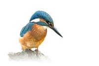 IJsvogel op tak