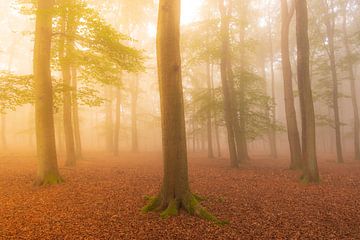 Buchenwaldlandschaft an einem nebligen Herbstmorgen mit Sonnenlicht durch die Baumkronen