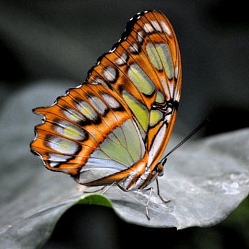 Macro opname van een kleurrijke vlinder op een blad van Cor Heijnen