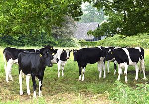 Schwarze und weiße Kühe auf der Wiese