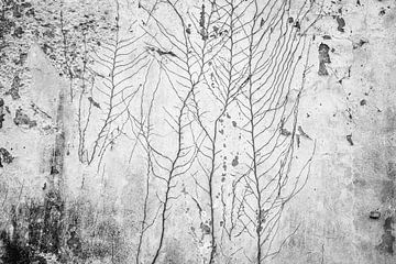 Oude vervallen muur met wortels van een klimop van Marjolijn Maljaars