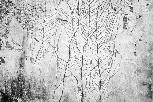 Vieux mur délabré avec de l'absinthe de lierre
