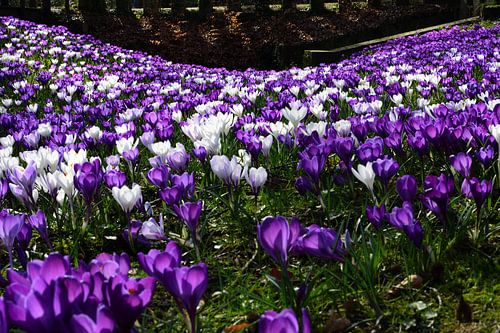 Un champ de crocus