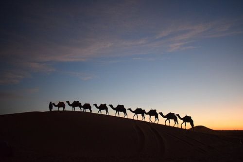 Matin dans le désert