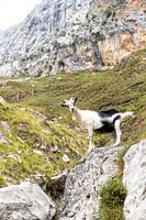 Chèvre dans les montagnes en Espagne