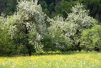 bloeiende fruitbomen
