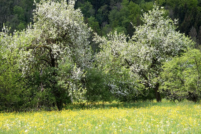 arbres fruitiers en fleurs par Nick Wendt