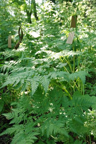 natuur struik met kaartjes