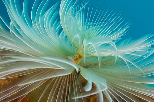 La Sabelle de Méditerranée dans toute sa splendeur - la mer rencontre l'émotion